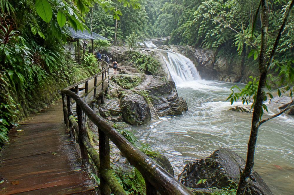 Wooden walkway through dense green tropical forest