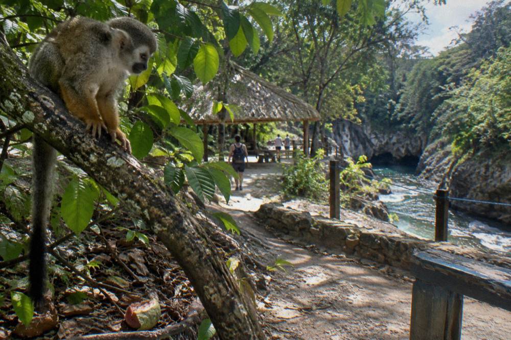Squirrel monkey perched on a branch in a Dominican forest sanctuary